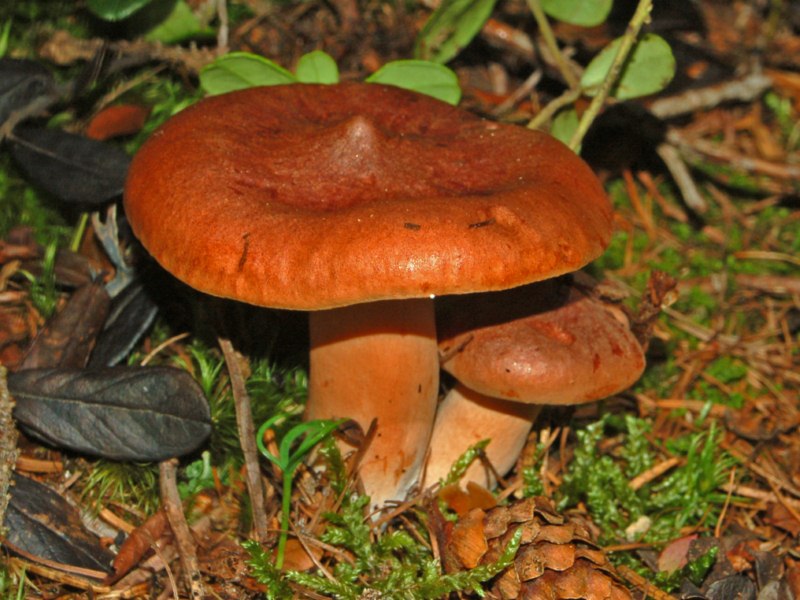 Un p� di funghi assortiti